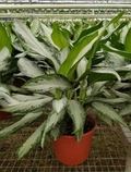 8" Aglaonema Emerald Bay